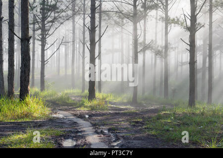 Entdeckungsreise in der Spur Kiefernwald, Vietnam. Hintergrund mit Magic Sonnenstrahlen, Licht, dichter Nebel und frische Luft in der Morgendämmerung Stockfoto