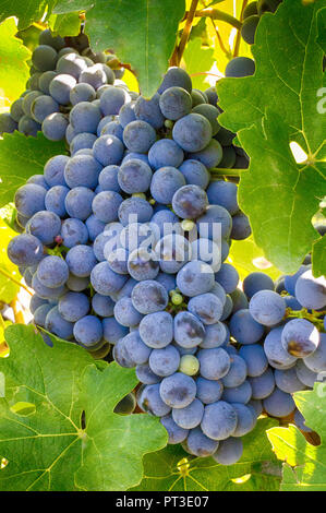 Trauben auf einem Zweig, Gala Vielfalt. Reife Früchte für die Herstellung von Wein. Ernte. Stockfoto