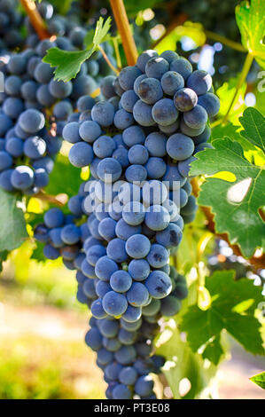 Trauben auf einem Zweig, Gala Vielfalt. Reife Früchte für die Herstellung von Wein. Ernte. Stockfoto