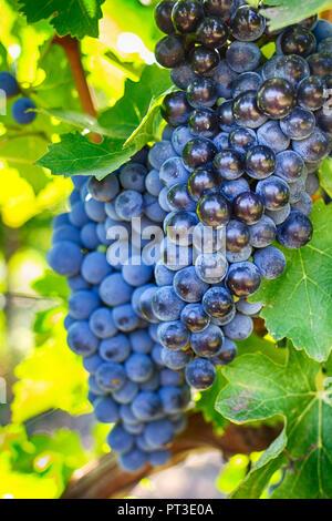 Trauben auf einem Zweig, Gala Vielfalt. Reife Früchte für die Herstellung von Wein. Ernte. Stockfoto