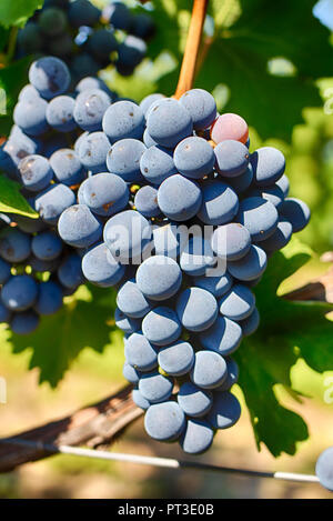 Trauben auf einem Zweig, Gala Vielfalt. Reife Früchte für die Herstellung von Wein. Ernte. Stockfoto