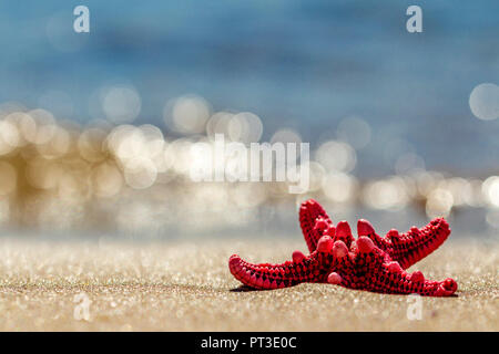 Am Strand Seestern. Hell, Rot, 5-spitz. Sandstrand. Hintergrund bokeh. Stockfoto