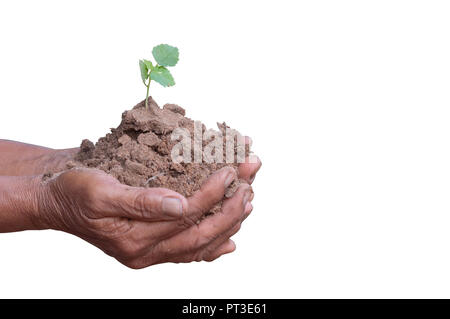 Kleine Pflanzen und Boden in alten Händen auf weißem Hintergrund mit Beschneidungspfaden Stockfoto