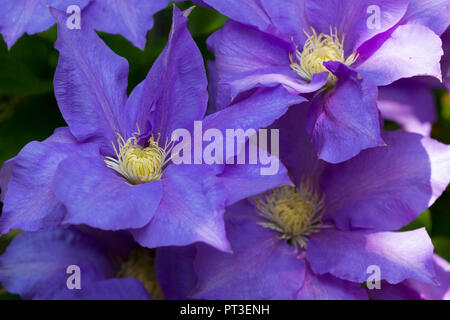 Lila blühende Clematis (General Sikorski) an Roath Park See in Cardiff, South Wales, Großbritannien Stockfoto