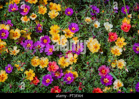 Schöne bunte Portulak Blumen blühen auf dem Beet. Stockfoto