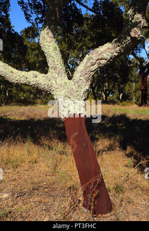 Portugal, Alentejo, Evora. Frisch geernteten Kork Eiche - Quercus suber. Die Rinde der Korkeichen und die freigelegten Bereich unter. Stockfoto