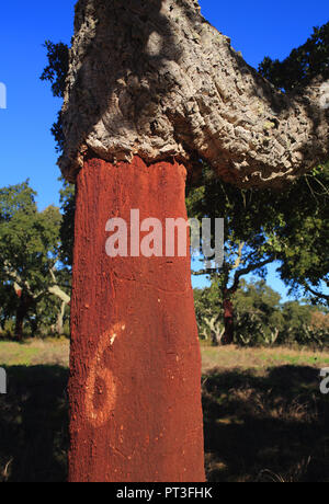 Portugal, Alentejo, Evora. Frisch geernteten Kork Eiche - Quercus suber. Die Rinde der Korkeichen und die freigelegten Bereich unter. Stockfoto
