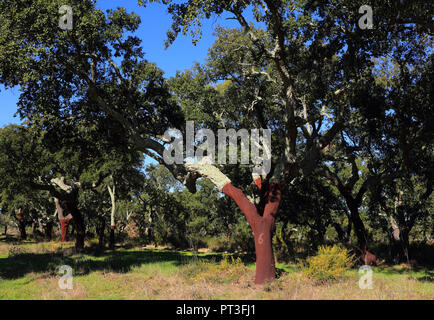 Portugal, Alentejo, Evora. Frisch geernteten Kork Eiche - Quercus suber. Die Rinde der Korkeichen und die freigelegten Bereich unter. Stockfoto