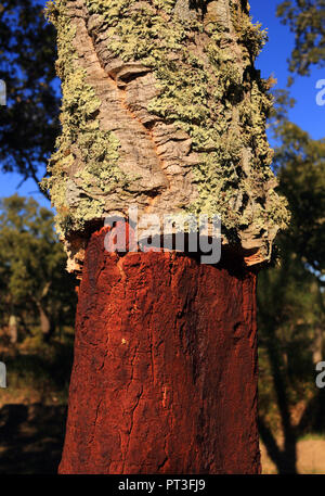 Portugal, Alentejo, Evora. Frisch geernteten Kork Eiche - Quercus suber. Die Rinde der Korkeichen und die freigelegten Bereich unter. Stockfoto