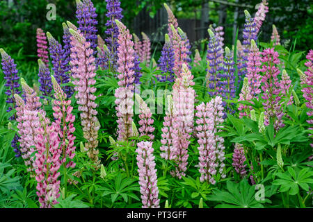 Schönen blühenden Pink, Blau und Lila Lupinen Blumen auf der Wiese - zarte Sommer floral background Stockfoto