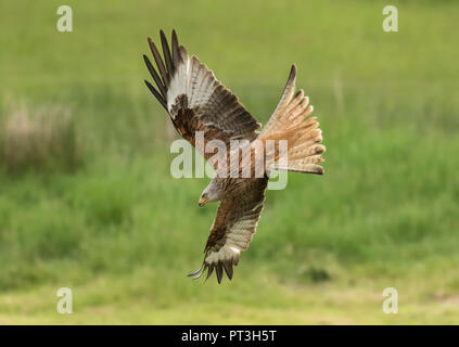 Red Kite Tauchen Stockfoto