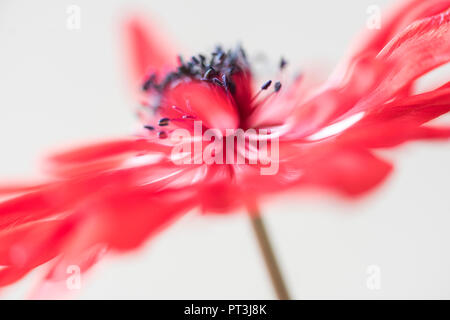 Eine einzelne Soft Focus Blüte der Anemone Blume, Anemone de Caen. Stockfoto