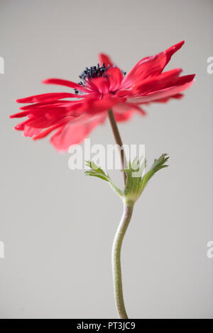 Eine einzelne Soft Focus Anemone Blume - Anemone deCaen. Stockfoto