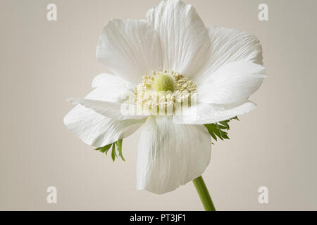 Eine einzelne Soft Focus Blüte der Anemone Blume, Anemone de Caen. Stockfoto