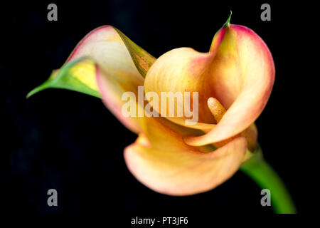 Eine einzelne Blüte von Calla lily. Stockfoto