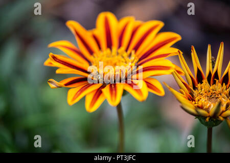 African Daisy auch als Gazania bekannt. Stockfoto