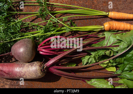 Rohe frische Rote Bete und Karotten aus neuer Ernte auf rostigen melallic Oberfläche Hintergrund Stockfoto