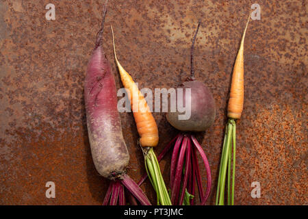 Bündel rohe Rote Bete und Karotten aus neuer Ernte auf rostigen melallic Oberfläche Hintergrund Stockfoto