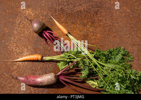 Bündel rohe Rote Bete und Karotten aus neuer Ernte auf rostigen melallic Oberfläche Hintergrund leeren Raum Stockfoto