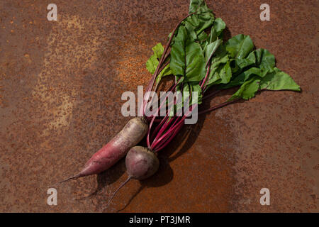 Zwei rohe Rote Bete aus neuer Ernte auf rostigen melallic Oberfläche Hintergrund emty Raum Stockfoto