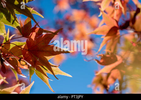 Bäume im Herbst, Westonbirt Arboretum, Tetbury, Gloucestershire, VEREINIGTES KÖNIGREICH Stockfoto