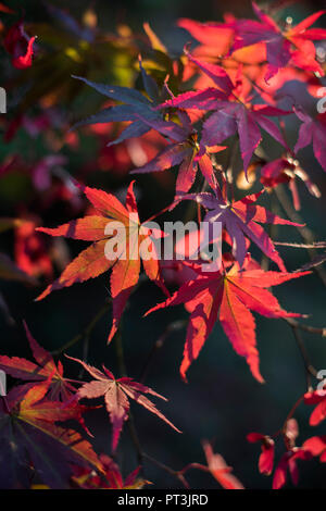 Bäume im Herbst, Westonbirt Arboretum, Tetbury, Gloucestershire, VEREINIGTES KÖNIGREICH Stockfoto