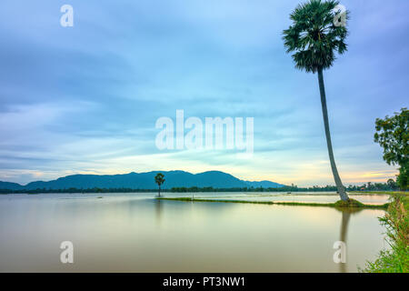 Pfad einsame Palme zwischen überschwemmten Feldern wie einen stillen See auf schwimmenden Saison im ländlichen Vietnam Stockfoto