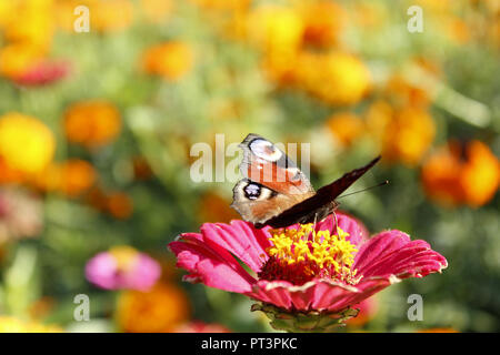 Makro von: butterfly Peacock eye Nektar sammeln auf die ZINNIA. Makro von Schmetterling Stockfoto