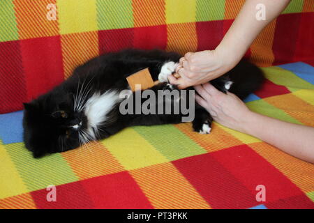 Herrin Kämmen ihrer Katze. Pflege für Cat Fell. Frau hand Kämmen von Kamm schwarze und weiße flauschige Katze. Die Betreuung der inländischen pet. Genießen und glücklich pet. Stockfoto