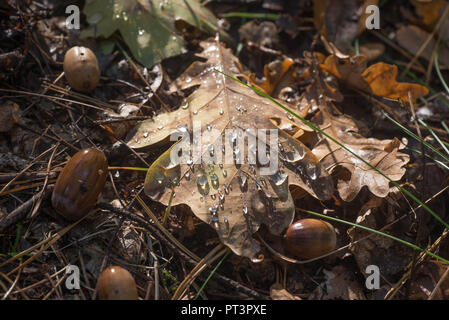 Herbst eiche Blatt mit Wassertropfen Stockfoto