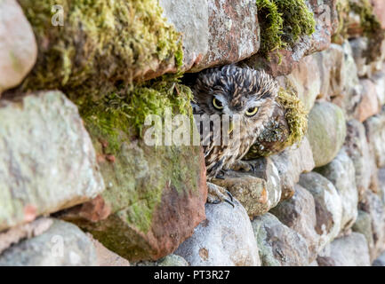 Kleine Eule (Wissenschaftlicher Name: Athene noctua) mit finsteres Gesicht, im natürlichen Lebensraum von Trockenmauern Wand gehockt und guckte aus der Wand auf der linken Seite. Stockfoto