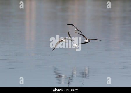 Gemeinsame Greenshank (Tringa nebularia). Region Moskau, Russland. Stockfoto