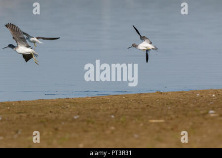 Gemeinsame Greenshank (Tringa nebularia). Region Moskau, Russland. Stockfoto