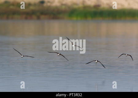 Gemeinsame Greenshank (Tringa nebularia). Region Moskau, Russland. Stockfoto