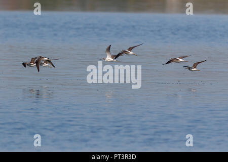 Gemeinsame Greenshank (Tringa nebularia). Region Moskau, Russland. Stockfoto