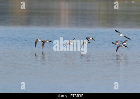 Gemeinsame Greenshank (Tringa nebularia). Region Moskau, Russland. Stockfoto