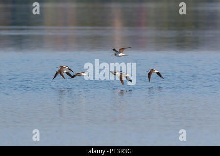 Gemeinsame Greenshank (Tringa nebularia). Region Moskau, Russland. Stockfoto