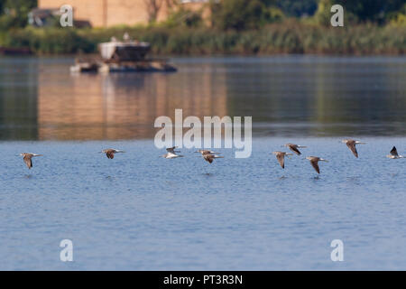 Gemeinsame Greenshank (Tringa nebularia). Region Moskau, Russland. Stockfoto