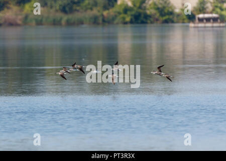 Gemeinsame Greenshank (Tringa nebularia). Region Moskau, Russland. Stockfoto