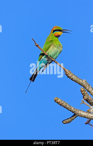 Rainbow Bienenfresser in Cairns Far North Queensland Australien Stockfoto