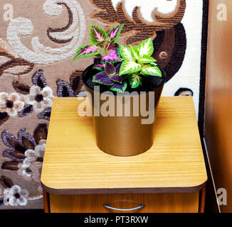 Coleus in einem Topf im Schlafzimmer, ist das Thema Blumen home Stockfoto