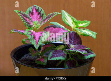 Die Blume der Coleus in einem Topf closeup, Thema Home Blumen Stockfoto