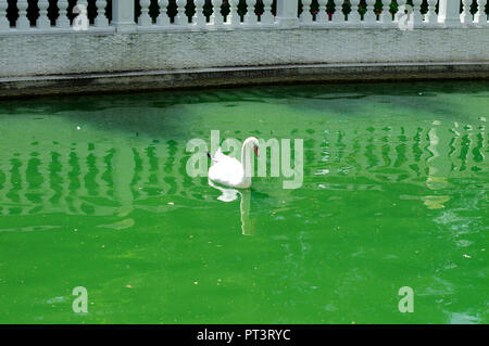 Schwan im grünen Teich auf der Burg, das Thema der schönen Vögel Stockfoto