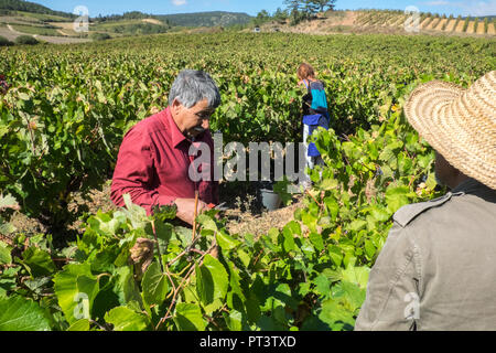 Letzte französische Ernte vor Brexit. Großbritannien kauft bis zu einem Drittel der französischen Wein exportiert. Diese Trauben werden von der Bush von Hand, Aude, Region, Frankreich, Stockfoto