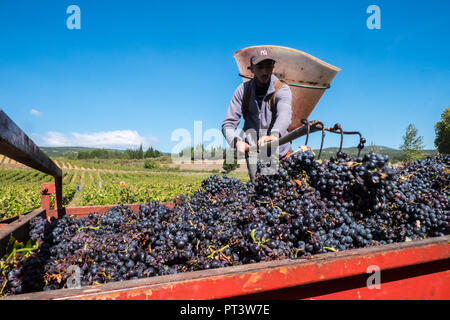 Letzte französische Ernte vor Brexit. Großbritannien kauft bis zu einem Drittel der französischen Wein exportiert. Diese Trauben werden von der Bush von Hand, Aude, Region, Frankreich, Stockfoto