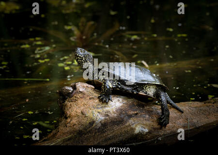 Europäische Sumpfschildkröte (Emys orbicularis) sitzt auf einem Trunk Sonnenbaden in einem Teich (Wien, Österreich) Stockfoto