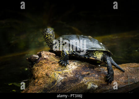 Europäische Sumpfschildkröte (Emys orbicularis) sitzt auf einem Trunk Sonnenbaden in einem Teich (Wien, Österreich) Stockfoto