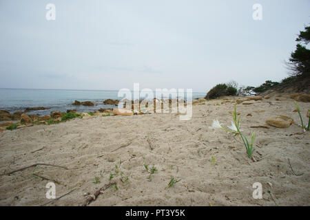 Bidderosa Strand und Naturpark, Orosei, Sardinien, Italien. Stockfoto
