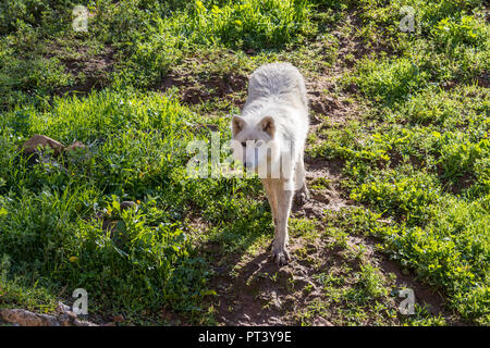 White Wolf oder arktischen Wolf ganz nah in der Natur Stockfoto