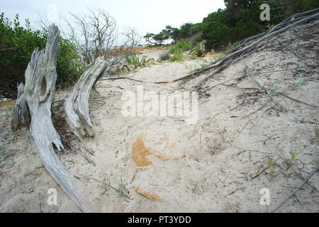 Bidderosa Strand und Naturpark, Orosei, Sardinien, Italien. Stockfoto
